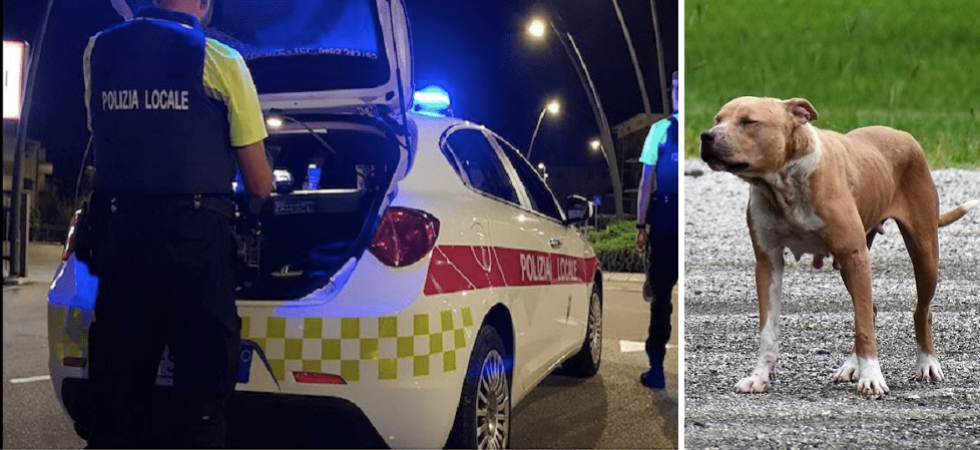 Coppia aggredita da un pitbull in via Brennero, feriti sia il cane che il proprietario